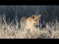 lion cub waiting for mom