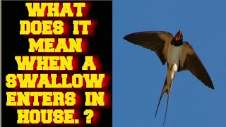 WHAT DOES IT MEAN WHEN A SWALLOW BIRD ENTERS IN YOUR HOUSE ?