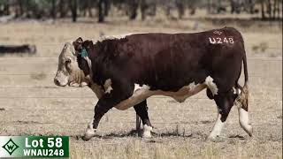 Lot 58 WNAU248 Wirruna Autumn Bull \u0026 Female Sale 2025