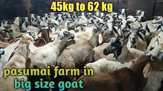 ##pasumai farm in big size goat in Tamil Nadu....