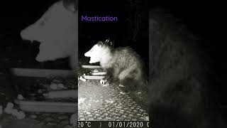 Opossum Chewing His Food Well #shorts #opossums #wildlife #chewing