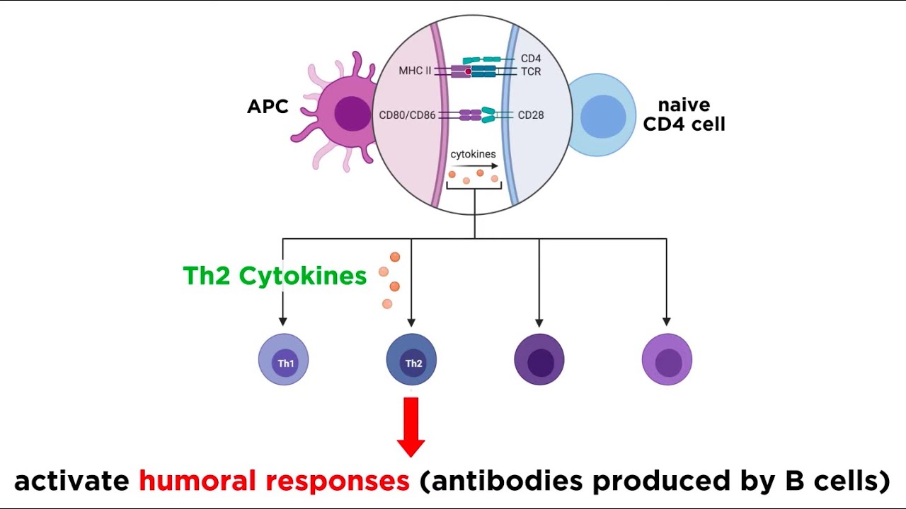 Cytokines And Chemokines - YouTube