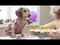 Ep#14 Daphne Hosts a (CRAZY) Tea Party -  with Crusoe & Oakley!