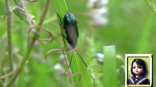 30秒の心象風景18787・草むらに～光沢のある甲虫～