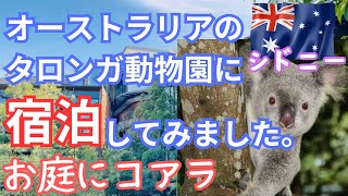 【シドニー観光】部屋の目の前にコアラが！そしてタロンガ動物園でコアラやディンゴ、リトルペンギン達と記念写真撮ってきました！