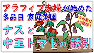 アラフィフ夫婦が始めた家庭菜園・昨年より上手になったよ【あぜ板畑】なす🍆中玉トマト🍅の誘引🍀食べる庭🍚ポタジェ＆ガーデニングVlog🍀野菜・お花・ハーブを混植 🧚‍♀‍マジカルガーデン🌱園芸 夏野菜