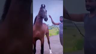 colt toofan sire 🐴 by stallion dilbagh #tranding #viral #ytshorts #shorts