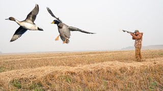 7 MAN LIMIT Mallard and Pintail Duck Hunt! (83 BIRD HUNT)