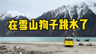 鐵牛旅行記127集/5月下大雪這裡被稱為中國小瑞士，我和三隻狗只能躲在車里看風景了#流浪狗救助 #環遊中國 #艾倫【正版鐵牛旅行記Allen】