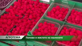 Агротема: Попово и мястото на малините