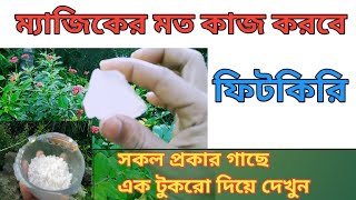 এক টুকরো ফিটকিরি গাছের সকল প্রকার সমস্যা সমাধান করবে | How to use Alum for plants in bengali