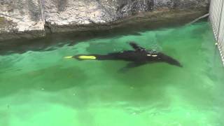 2011年9月26日　浜松市動物園　カリフォルニアアシカ