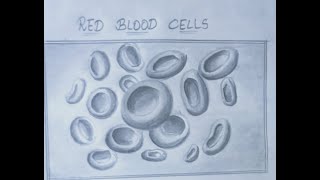 Record diagram#red blood cells drawing#10th record diagrams