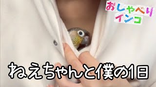 ねえちゃんと僕の1日の過ごし方【ウロコインコのぽぽ】