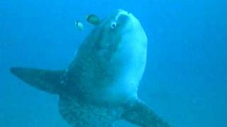 Mola mola ocean sunfishマンボウ 伊豆大瀬崎