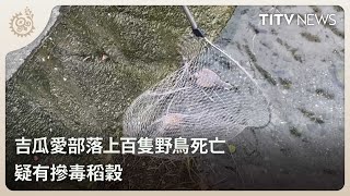 吉瓜愛部落上百隻野鳥死亡 疑有摻毒稻穀｜每日熱點新聞｜原住民族電視台