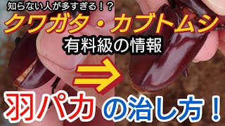 【こんなやり方もある】クワガタの羽化不全を治す。【クワガタ飼育】