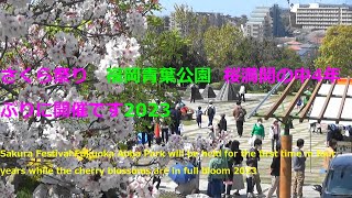 さくら祭り　福岡青葉公園　桜満開の中4年ぶりに開催です2023Sakura Festival, Fukuoka Aoba Park, cherry blossoms in full bloom