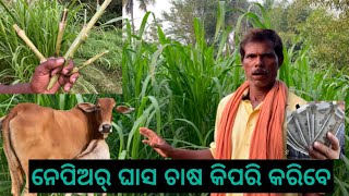 Napier Grass Farming for Cow Feed🐮🌱🌱//Odisha //Kendrapara #youtube #youtuber #odisha #like