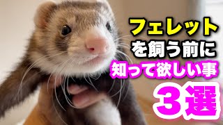 【フェレット】お迎えする前に知って欲しい３つのこと