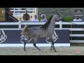 n 249 sg faylaq abu dhabi international ahc 2023 stallions 4 years old and older class 6a