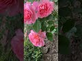 ✿ rose piano music relaxingmusic roseflowergarden beautifulflowers beautifulnature shorts