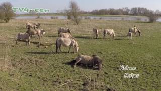 Wild Peers: Koniks in Nature Reserve