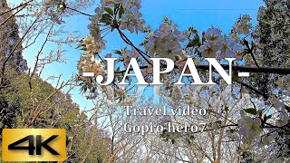 4K 60fps Japan|Cherry blossom in the park with a tower |Chiba |千葉ポートパーク|Near Tokyo|Gopro hero7