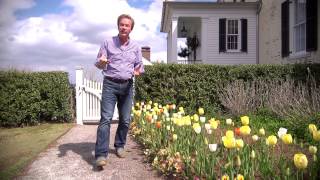 Early Flowering Spring Bulbs