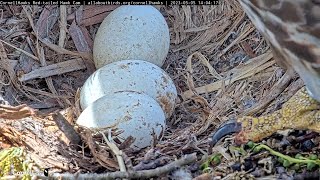 Quick View of Hatching Eggs as Big Red Takes Over Incubation | May 5, 2023 | #CornellHawks