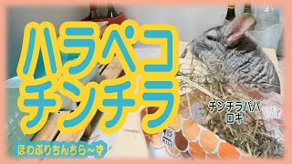 【チンチラ】ハラペコチンチラのロキ (Loki the chinchilla is hungry and eating a lot.)