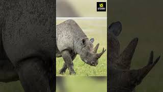 Kaziranga National Park || एक सींग वाले गैंडे की क्यों होती है चर्चा? #shorts #kajirangapark