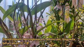 Dendrobium hercoglossum, aduncum, linguella, bifurcatum의 구분