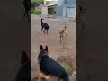 dois cães grandes tentando intimidar o pastor alemão