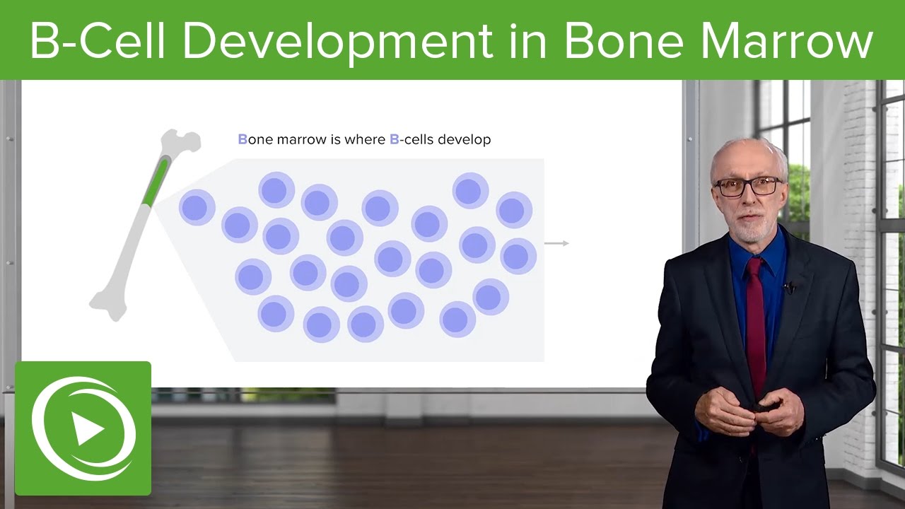 B-Cell Development In The Bone Marrow – Lymphocyte Development ...