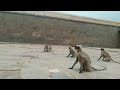 ours friendly ancestors at hampi virupaksha temple..