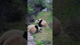 下班时间到，乖乖准备回家的星汉5嘟嘟！#panda #大熊猫北辰 #大熊猫家欣 #大熊猫娇毅#大熊猫文静 #大熊猫徵羽