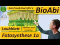 Fotosynthese 1a Skizze Querschnitt Laubblatt + Bau und Funktion Blatt - BioABi