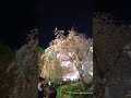 🌸上野公園の夜桜 花見 上野恩賜公園