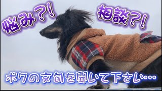 【鳴き声】毎日飼い主に文句を言うダックス…