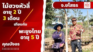 เปรียบเทียบ ไม้ฮวงหัวลี่ อายุ 2 ปี 3 เดือน กับ พะยูงไทย อายุ 5 ปี จ.ยโสธร