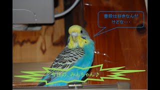 【セキセイインコ】今日のみんちゃん　粟穂をあげてみた。