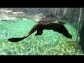 Slo-Motion Fun With Giant River Otters