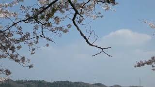 常陸大宮市 宇留野公園　2022年4月9日