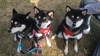 柴犬オフ会に参加した黒柴犬の双子姉妹 The off line meeting of Shiba Inu.