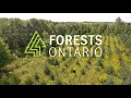 About Forests Ontario