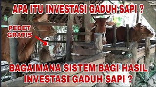 Apa itu investasi gaduh sapi ? dan bagaimana sistem bagi hasil investasi gaduh sapi