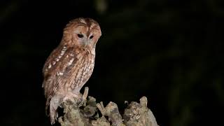 Tawny Owl (wild)