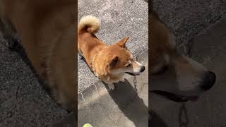 〔雑種犬〕しっぽフリフリ、お話いっぱい(^ ^)喜んでくれてる？