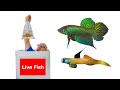 UNBOXING New Goby & Betta Species + Corys, Gudgeons, Killies, Livebearers, & MORE